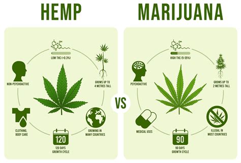 cannabis vs weed.